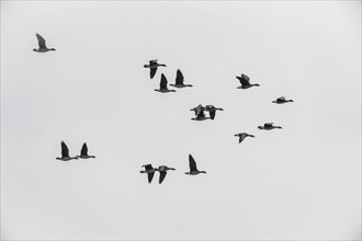 Bean geese (Anser fabalis), flying, Emsland, Lower Saxony, Germany, Europe