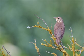 Song thrush (Turdus philomelos), Lower Saxony, Germany, Europe