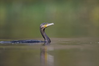 Great cormorant (Phalacrocorax carbo), Lower Saxony, Germany, Europe