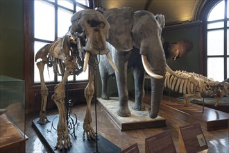 African elephant (Loxodonta africana) and skeleton, Natural History Museum, opened 1889, Vienna,