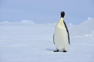 Emperor penguins (Aptenodytes forsteri), Penguin Lays on the Ice, Series, Snow Hill Island,