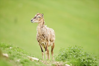 European mouflon (Ovis aries musimon) ewe standing on a meadow, tirol, Kitzbühel, Wildpark Aurach,