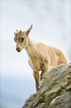 Alpine ibex (Capra ibex) youngster, standing on a rock, wildlife Park Aurach near Kitzbuehl,