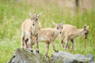 Alpine ibex (Capra ibex) youngsters, standing on a rock, wildlife Park Aurach near Kitzbuehl,