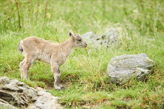 Alpine ibex (Capra ibex) youngster standing on a meadow, wildlife Park Aurach near Kitzbuehl,