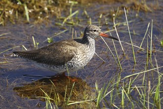 Common redshank (Tringa totanus) foraging in shallow water, central Sweden, Sweden, Scandinavia,