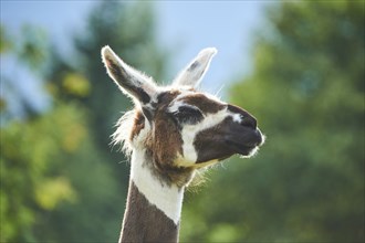 Llama (Lama glama), portrait, Tirol, Kitzbühel, Wildpark Aurach, Austria, Europe