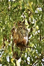 Long-eared owl (Asio otus), winter, Saxony, Germany, Europe