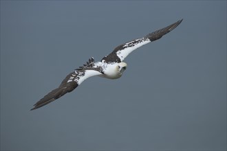 Northern gannet (Morus bassanus) adult bird in flight carrying sting waste in its beak, Yorkshire,