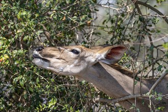 Greater Kudu (Tragelaphus strepsiceros), animal portrait, adult female eating leaves on a bush,