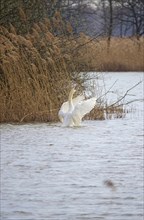 Mute swan, March, Lusatia, Saxony, Germany, Europe