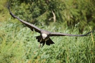 Griffon vulture (Gyps fulvus), flying, Spain, Europe