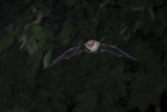 Common pipistrelle (Pipistrellus pipistrellus) hunting insects in front of deciduous forest,