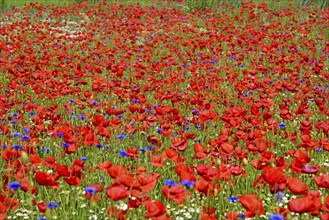 Europe, Germany, Mecklenburg-Western Pomerania, Poppy field near Göhren-Lebbin, Göhren-Lebbin,