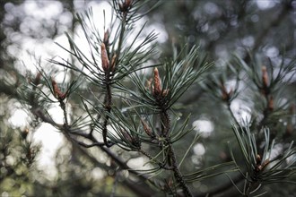 A Scots pine with morning dew in the Hohe Ward nature reserve in Münster, 08/04/2024