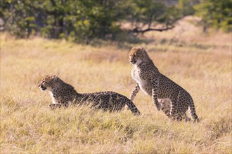 Africa, Botswana, cheetah, Acinonyx jubatus, Botswana, Botswana, Africa