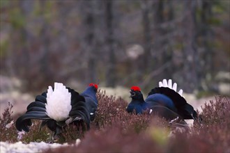 Black grouse, Lyrurus tetrix, Tetrao tetrix, Bavaria, Bavaria, Federal Republic of Germany