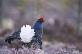 Black grouse, Lyrurus tetrix, Tetrao tetrix, Bavaria, Bavaria, Federal Republic of Germany