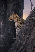 Leopard, with young, 6 months, old, Panthera pardus, Botswana, Botswana, Botswana, Africa