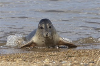 Common seal (Phoca vitulina) adult animal emerging out of the sea onto a beach, Norfolk, England,