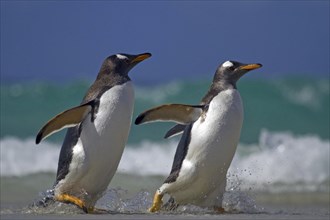 Gentoo penguin (Pygoscelis papua), on Sounders Island, Falkland Islands, Antarctica, two animals,