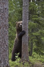 Brown bear climbing a tree, (Ursus arctos) Sweden, cubs, Tuier cubs, Sweden, Europe