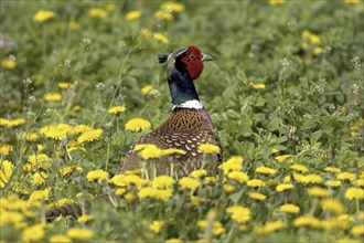 Pheasant, (Phasianus colchicus), pheasant cock in dandelion meadow, male, Burgenland, Austria,