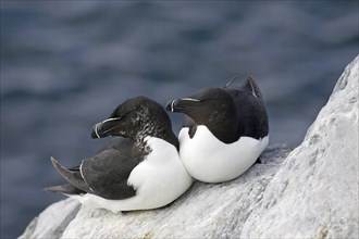 Razorbill resting on rocks, (Alca torda), Europe, Norway, Varanger, couple, resting, Hornoy bird