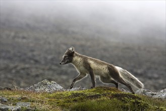 Arctic fox in summer coat, Arctic fox, (Alopex lagopus), summer coat, biotope, foraging, Svalbard