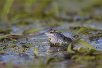 Moor frog mating, (Rana arvalis), Lake Hornborga, Sweden, Europe