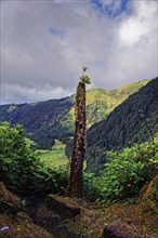 A solitary tree stump in the foreground of a green mountain landscape and cloudy sky, crater