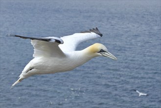 Northern gannet (Morus bassanus) in flight, aerial photograph, Heligoland, Lower Saxony, Germany,