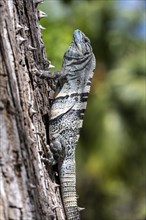 Black spiny-tailed iguana, Osa, Costa Rica, Central America