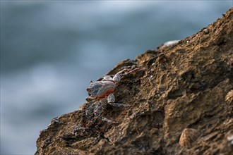 Crab on a rock, Reserva Natural Cabo Blanco, Costa Rica, Central America