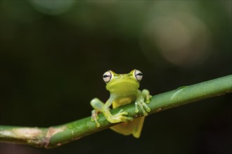 Glass frog (Centrolenidae) sitting on a stem, Heredia province, Costa Rica, Central America