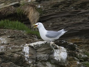 Black-legged kittiwake (Rissa tridactyla), adult bird calling in breeding colony on coastal cliffs