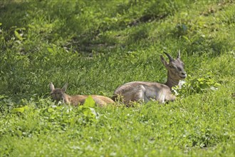 Ibex (Capra ibex), fawn, captive