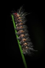 Hairy caterpillar on a stem, at night in the tropical rainforest, Refugio Nacional de Vida