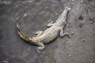 American crocodile (Crocodylus acutus) lying in the water, from above, Rio Tarcoles, Carara