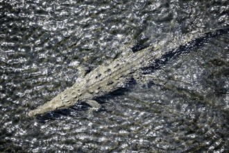 American crocodile (Crocodylus acutus) swimming in the water, from above, Rio Tarcoles, Carara