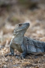 Black spiny-tailed iguana (Ctenosaura similis), adult female, Carara National Park, Tarcoles,