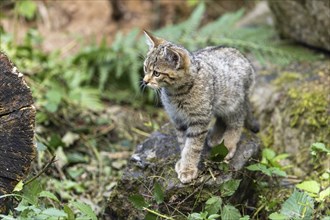 A small kitten cautiously exploring a moss-covered stone in the forest, wildcat (Felis silvestris),