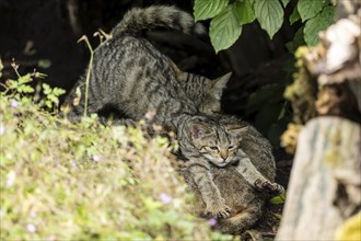 Two young wildcats (Felis silvestris), kitten, Germany, Europe