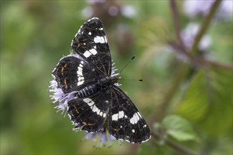 Map butterfly (Araschnia levana), summer generation, Emsland, Lower Saxony, Germany, Europe