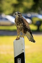 Common buzzard (Buteo buteo), adult on guard post, calling, road post, Pelm, Eifel, Germany, Europe