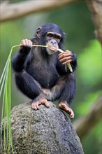 Chimpanzee (Pan troglodytes troglodytes), young animal, using tools, eating termite mounds