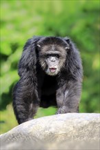 Chimpanzee (Pan troglodytes troglodytes), adult male