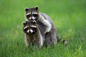 North American raccoon (Procyon lotor), adult, social behaviour, two animals, Germany, Europe