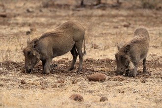 Warthog (Phacochoerus africanus), subadult, two warthogs, feeding, foraging, alert, Kruger National