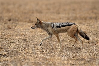 Black-backed jackal (Lupulella mesomelas), adult, alert, stalking, foraging, Kruger National Park,